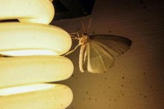 Đèn LED màu nóng ít thu hút muỗi hơn so với đèn màu lạnh