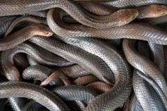 Sắp c&#243; thuốc giải độc cho tất cả c&#225;c loại rắn