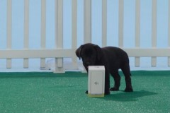 Video mở hộp LG G5 dễ thương nhất mọi thời đại