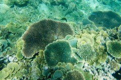 Ngắm bộ ảnh chụp san hô bằng Samsung Galaxy S7 tại Việt Nam