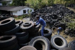 Sáng kiến mới cho việc tiêu diệt loại muỗi lan truyền virus Zika