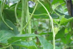 Cách trồng cây đậu đũa an toàn cho hộ gia đình