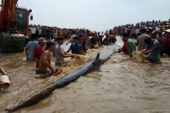 Cứu cá voi dài 14m mắc cạn ở biển Nghệ An