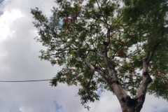 So sánh nhanh camera Galaxy S7 và iPhone 6 trong nhiều điều kiện