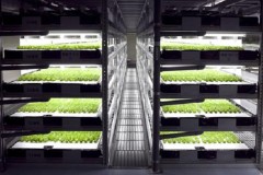 Nhật bản: Nông dân thất nghiệp vì hiệu quả sản xuất của robot tốt hơn