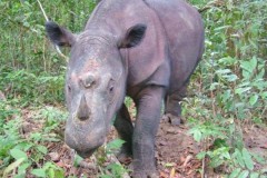 Loài người gặp nguy vì động vật suy giảm quá giới hạn