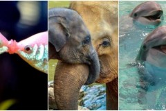 10 sự thật khó tin về ngôn ngữ của động vật