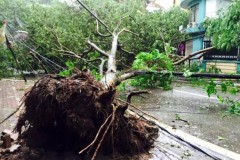 Sở Xây dựng Hà Nội trả lời nguyên nhân khiến gần 3.000 cây xanh đổ trong mưa bão