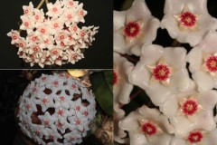 Nhận dạng loài hoa được tìm thấy sau 100 năm ở Hải Phòng