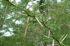 9 cơ chế tự bảo vệ của thực vật