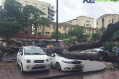 Bão về gần đến Hà Nội, cây đổ đè bẹp Kia Forte
