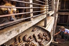 Bi kịch phía sau món cà phê đắt nhất hành tinh