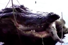 Bữa sáng của cá sấu là gì? Khi nhìn thấy khiến bạn bủn rủn chân tay