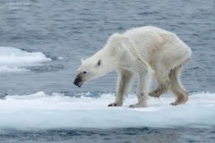 Bức ảnh gấu Bắc Cực gầy trơ xương: Báo động về tình trạng biến đổi khí hậu