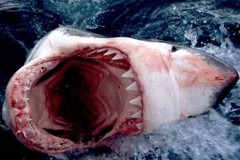 Cá mập có phải là sinh vật nguy hiểm nhất quả đất?