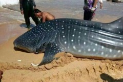 Cá mập voi 1,5 tấn sa lưới ngư dân Trung Quốc