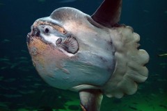 Cá mặt trăng - Loài cá quý hiếm trong sách đỏ Việt Nam