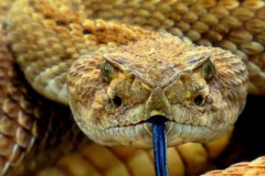 Cám cảnh rắn độc Viper bị kẻ thù nhẹ ký "làm thịt" ngon lành