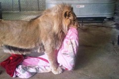 Chú sư tử không thể ngủ thiếu chiếc chăn yêu thích của mình