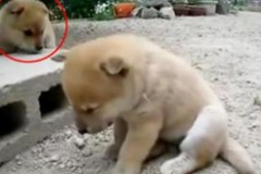 Cún con đi chơi nhưng vẫn ‘ngủ gật’, sau một giây mọi người đều bật cười!