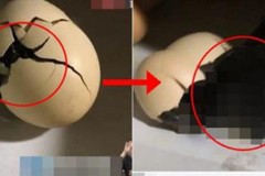 Để quên trứng gà trên tủ lạnh, không ngờ 2 tuần sau bỗng có ‘3 vị khách đặc biệt’ chui ra