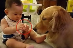 Em bé vô tư ăn một mình, không ngờ phản ứng của chú chó thật dễ thương…