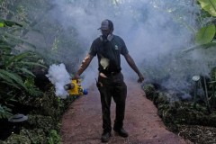 FDA cho phép dùng muỗi biến đổi gene để chống dịch Zika tại Mỹ