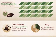 Hiện trạng phá rừng trên thế giới