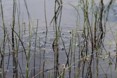 Hồ sủi bọt, bốc cháy phừng phừng ở Bắc Cực