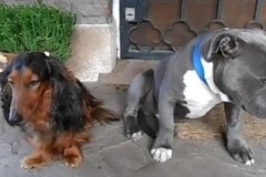 Khoảnh khắc không nhịn được cười khi chó cưng biết lỗi