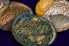 Loài ‘ốc sên màu đen’ kì lạ ở đại dương khiến quân đội Mỹ cũng phải học tập