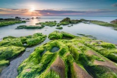 Loài rêu cổ đại đã chuẩn bị cơ sở để loài người xuất hiện