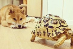 Lớn lên cùng bạn rùa, chú chó Shiba đáng yêu cũng tưởng mình là rùa
