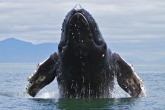 Thấy động dưới nước và nghĩ có cá xuất hiện, không ngờ sự thật còn lớn gấp 100 lần họ tưởng tượng