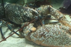 Thợ lặn Anh bắt được tôm hùm khổng lồ gần 70 tuổi