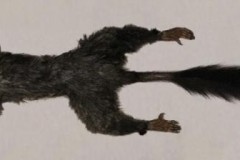 Tìm thấy loài động vật có vú bí ẩn nhất thế giới