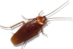 Vì sao gián chết lại nằm ngửa?