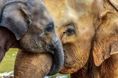 Vì sao loài voi có tình cảm ‘bà cháu’ trong khi những loài khác thì không?