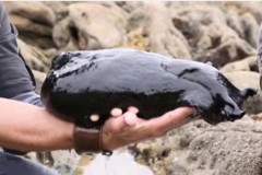 Video: Ốc sên lớn nhất hành tinh nặng gần 5kg