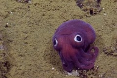 Video: Phát hiện con mực màu tím ngắt như đồ chơi