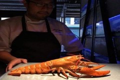 Tôm hùm quý hiếm có màu đỏ như bị luộc trong nhà hàng Mỹ