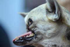 Xúc động chuyện cô chó hi sinh khuôn mặt để cứu 2 đứa bé thoát nạn