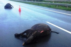 2 con trâu đi vào cao tốc bị ô tô tông chết