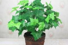 12 loại cây làm sạch không khí trong nhà