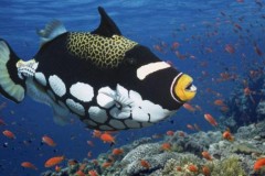 Bất ngờ về khả năng phân biệt màu sắc của các loài cá cảnh biển