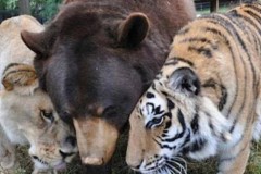 Bộ 3 ‘gấu, sư tử, hổ’ chung sống với nhau suốt 15 năm, giờ ra sao?