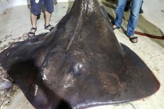 Cá đuối khổng lồ đẻ non vì sợ người