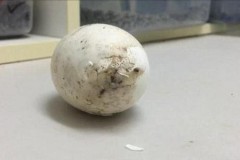 Cá sấu con cũng ‘dễ thương như ai’ khi mới nở