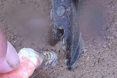 Chỉ cần 1 con tôm có thể bắt được hàng trăm con giun biển dài cả mét!