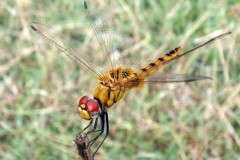 Chuồn chuồn - Nhà vô địch bay xa trong giới côn trùng